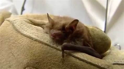 Albany residents wake to bat in home, rabies concern